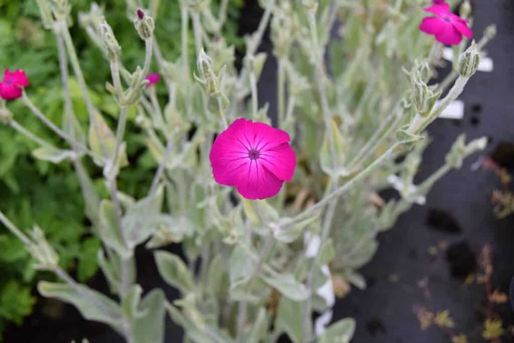 Lychnis coronaria ---